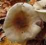 Hygrophorus arbustivus